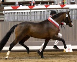 Dressurpferd Cosmo Royale II (Deutsches Reitpony, 2020, von Cosmopolitan NRW)