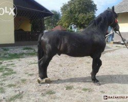 stallion Lotos (Schlesier, 2002, from Literat)