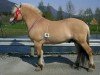 horse Rudsmo Råssar 13 F (Fjord Horse, 2002, from Dalargutt N.2595)