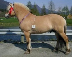 horse Rudsmo Råssar 13 F (Fjord Horse, 2002, from Dalargutt N.2595)