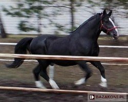 stallion Literat (Schlesier, 1996, from Turkus)