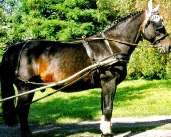 stallion Turkus (Schlesier, 1987, from Liton)