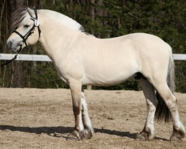 horse Solsikkens Fjalar 14 F (Fjord Horse, 2011, from Solsikkens Sigurd 5 F)