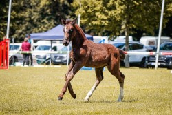 foal by Stute von Cäsar / Urfürst (Sachs-door. Heavy Warmbl., 2024, from Cäsar)