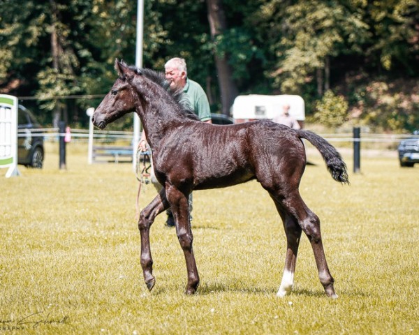 foal Hengst von Unikat / Espresso (Sachs-door. Heavy Warmbl., 2024, from Unikat 37)