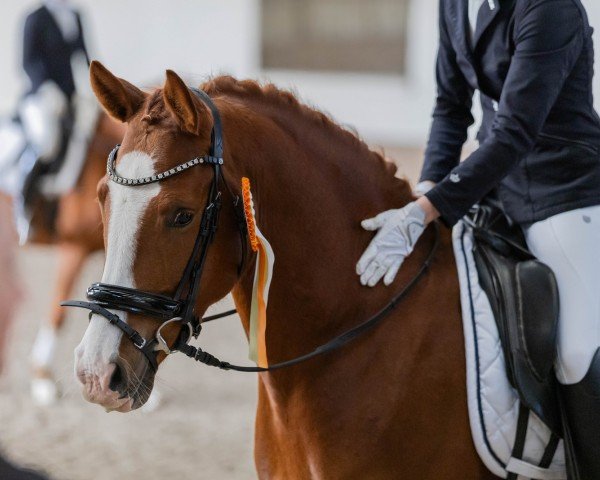 dressage horse Nimmerlands Peter Pan (German Riding Pony, 2020, from Neverland WE)