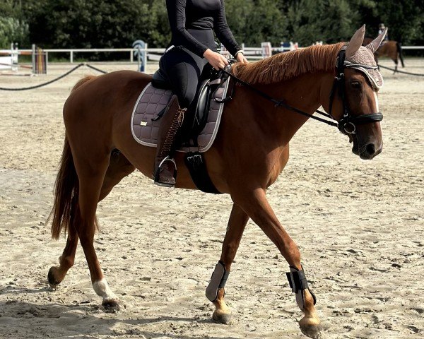 dressage horse Elsa (unknown, 2014)