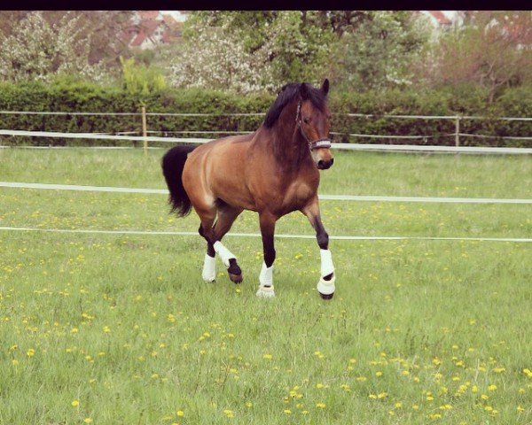 dressage horse Chiron vom Breuberg (German Riding Pony, 2005, from Chirko)