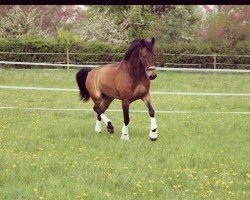 dressage horse Chiron vom Breuberg (Deutsches Reitpony, 2005, from Chirko)