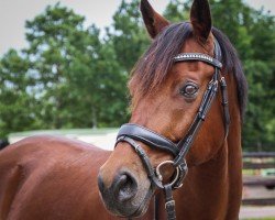 dressage horse Heatherdale (KWPN (Royal Dutch Sporthorse), 2012, from Lord Leatherdale)