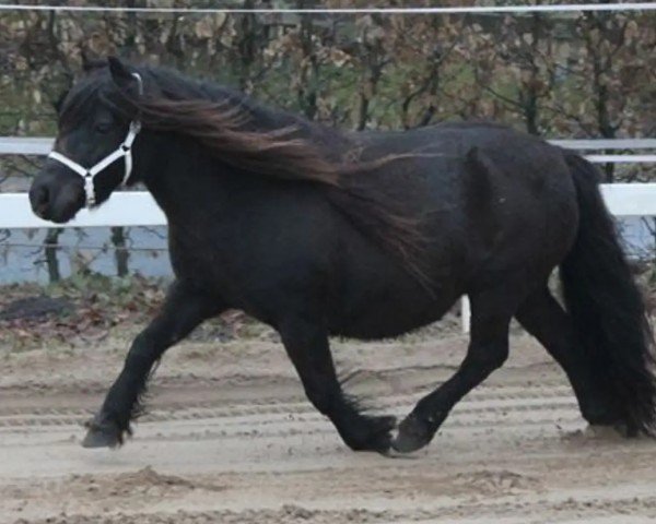 horse Andalusie v. stal olland (Shetland Pony, 2007, from Richard van de Kleine Steeg)