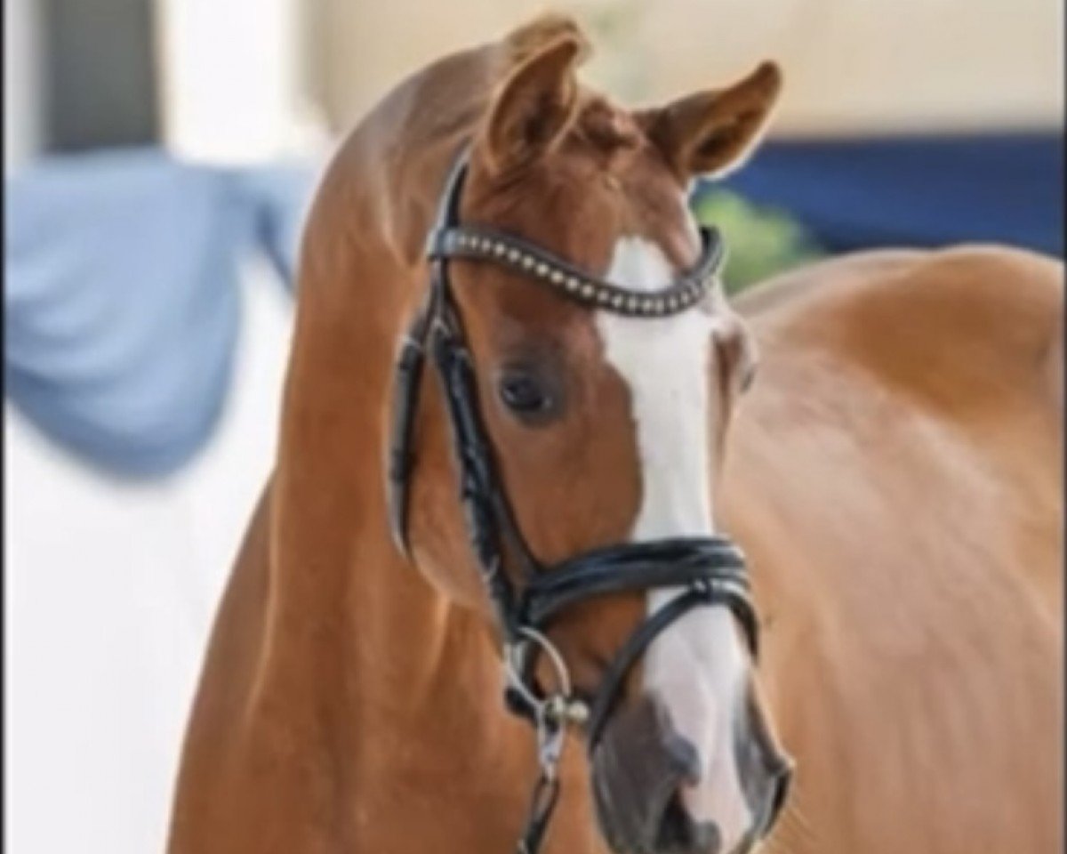 Dressurpferd Bajazzo 230 (Dänisches Pony, 2019, von Boogie Dancer)