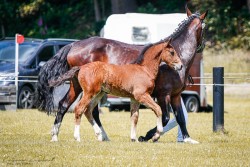 Fohlen von Hengst von Valenzio / Celtis (Sächs.-Thür. Schweres Warmbl., 2024, von Valenzio)