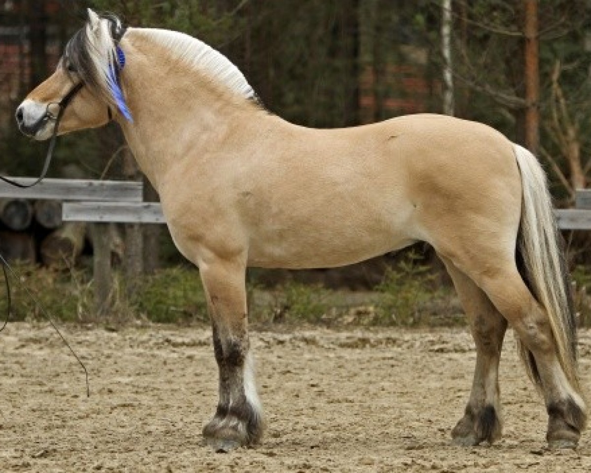 horse Saethres Bris 12 F (Fjord Horse, 2010, from Kuling N.2543)