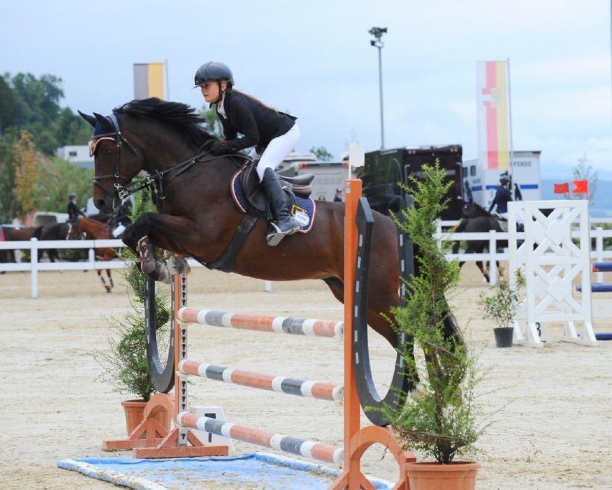 Springpferd Aughavannon Condor (Irish Sport Horse, 2011, von Red House Condor ox)