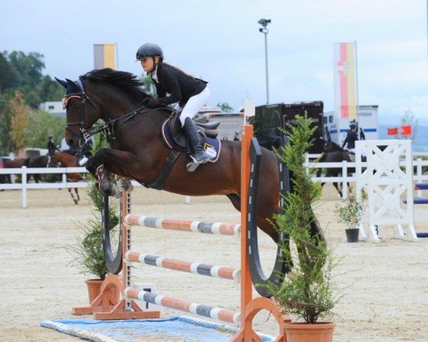 jumper Aughavannon Condor (Irish Sport Horse, 2011, from Red House Condor ox)