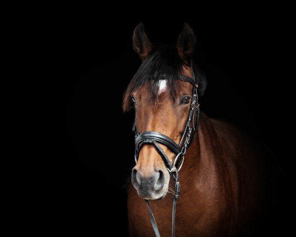 dressage horse Paula 624 (German Riding Pony, 2003)