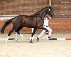 Pferd Rosebell MH (KWPN (Niederländisches Warmblut), 2021, von Jameson Rs2)