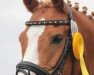 dressage horse Mr. Monk (German Riding Pony, 2003, from Buenteeichen Maringo)