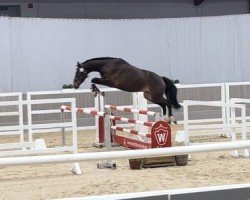 dressage horse Highland's White Hope A (Westfale, 2021, from Highland White)