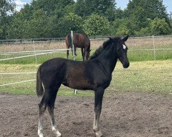 Pferd Extra U Z (Zangersheide Reitpferd, von Emerald van 't Ruytershof)