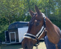 dressage horse Bruno van der Rosi (German Sport Horse, 2018, from Bon Coeur)