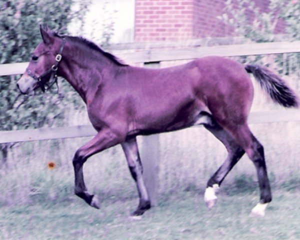 horse Rainhill Comet (Welsh-Cob (Sek. D), 1983, from Derwen Telynor)