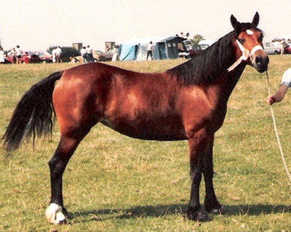 Zuchtstute Trevallion Nanette (Welsh-Cob (Sek. D), 1982, von Derwen Telynor)