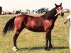 broodmare Trevallion Nanette (Welsh-Cob (Sek. D), 1982, from Derwen Telynor)