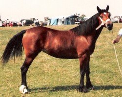 Zuchtstute Trevallion Nanette (Welsh-Cob (Sek. D), 1982, von Derwen Telynor)