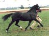 Zuchtstute Palatinate Rose (Welsh-Cob (Sek. D), 1989, von Parc Romeo)