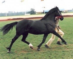 Zuchtstute Palatinate Rose (Welsh-Cob (Sek. D), 1989, von Parc Romeo)