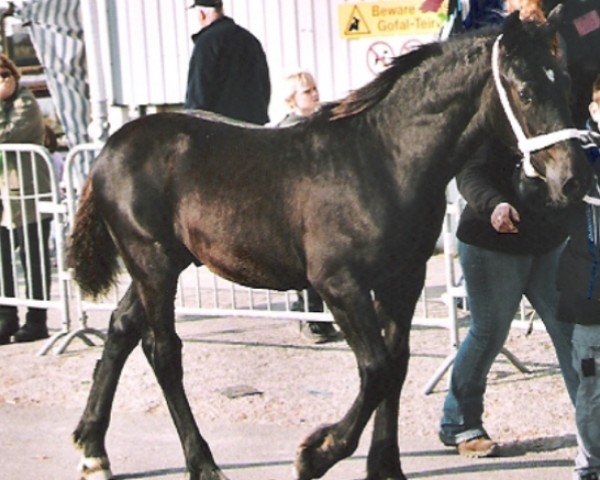horse Abercippyn Rodeo (Welsh-Cob (Sek. D), 2005, from Palatinate Rodeo)