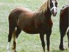 Zuchtstute Buckswood New Model (Welsh-Cob (Sek. D), 1982, von Derwen Llwynog)