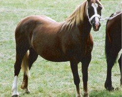 Zuchtstute Buckswood New Model (Welsh-Cob (Sek. D), 1982, von Derwen Llwynog)