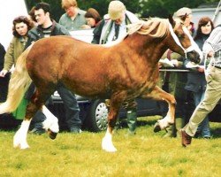 Pferd Abercippyn Brenhines (Welsh-Cob (Sek. D), 1996, von Derwen Telynor)