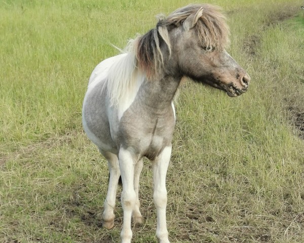 Pferd Amorelie vom Gothensee (Dt.Part-bred Shetland Pony, 2023, von Anton vom Rindergraben)