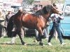 Zuchtstute Cascob Shani Goch (Welsh-Cob (Sek. D), 1986, von Nebo Dafydd)