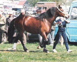 Zuchtstute Cascob Shani Goch (Welsh-Cob (Sek. D), 1986, von Nebo Dafydd)