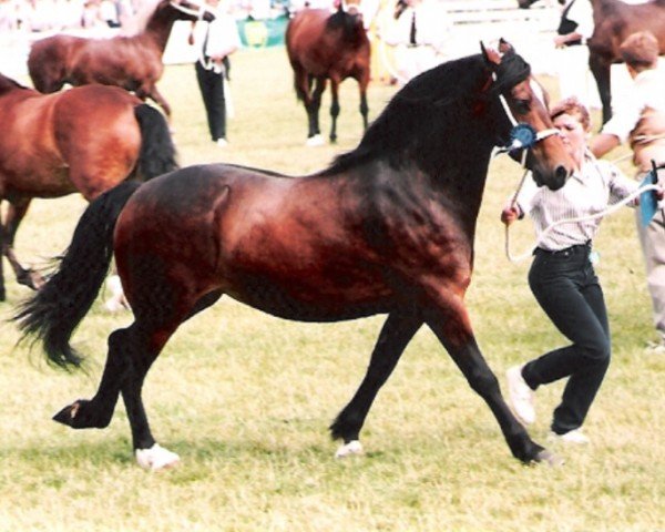 Zuchtstute Cascob Matilda (Welsh-Cob (Sek. D), 1992, von Glanvyrnwy Pedro)