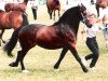 broodmare Cascob Matilda (Welsh-Cob (Sek. D), 1992, from Glanvyrnwy Pedro)