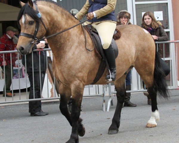 stallion Cascob Golden Warrior (Welsh-Cob (Sek. D), 2008, from Danaway Flash Jack)