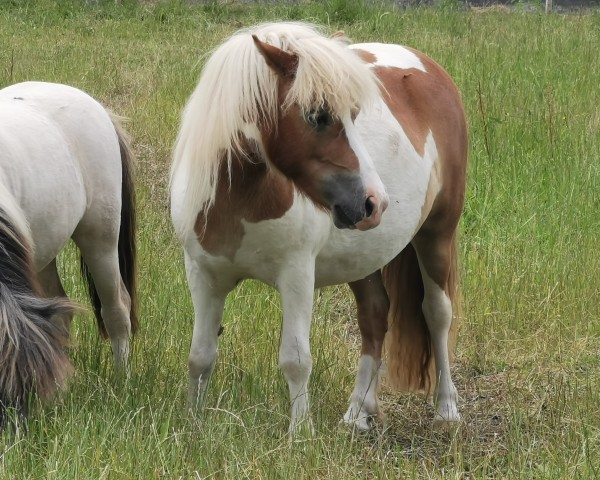 Pferd Josephin von der Waldesruh (Shetland Pony, 2022, von Jop van de Sleutelhof)