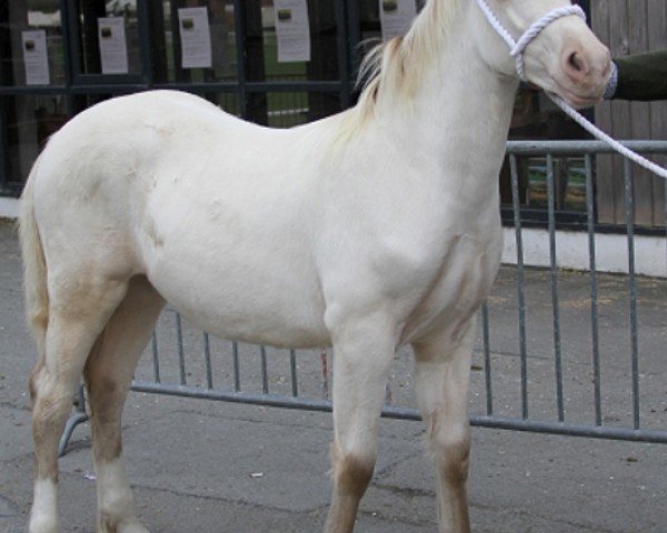 horse Ridgehill Commander (Welsh-Cob (Sek. D), 2016, from Cascob Golden Warrior)