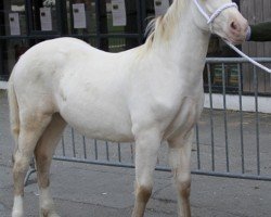 Pferd Ridgehill Commander (Welsh-Cob (Sek. D), 2016, von Cascob Golden Warrior)