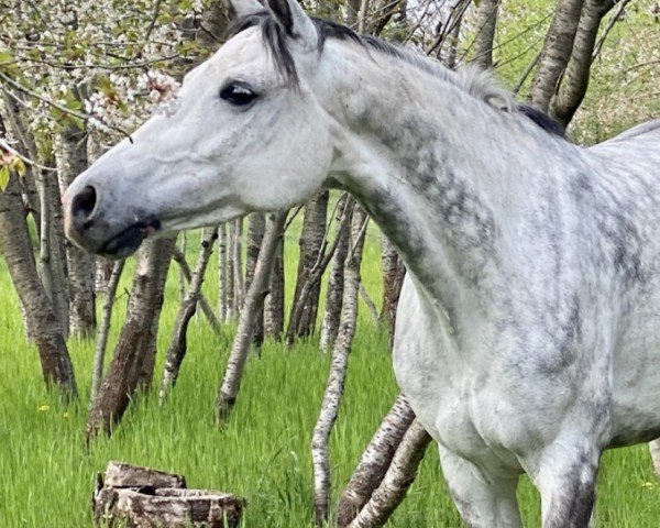 Springpferd Levinja 15 (Deutsches Sportpferd, 2012, von Levisonn 208 FIN)