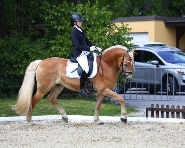 Dressurpferd Nikitamo MH (Haflinger, 2013, von Niklas)