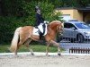 dressage horse Nikitamo MH (Haflinger, 2013, from Niklas)