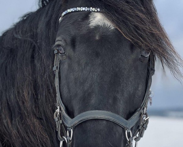 Pferd Romeo (Welsh-Cob (Sek. D),  , von Tawelfan Rhys)