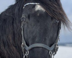 horse Romeo (Welsh-Cob (Sek. D),  , from Tawelfan Rhys)